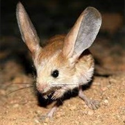 Big-Eared Hopping Mouse