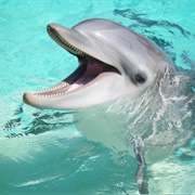 Bottlenose Dolphin