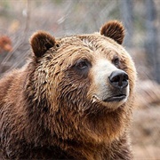 Night of the Grizzlies