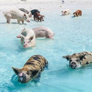 Pig Beach, Bahamas