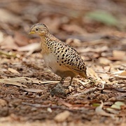 Red-Backed Buttonquail