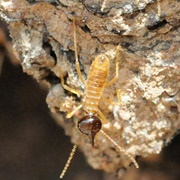 Cathedral Termite