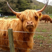 Hairy Coos