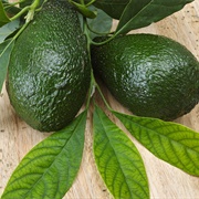 Avocado Leaf