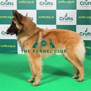 Belgian Sheperd Dog (Tervueren)