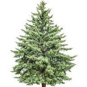 Fir