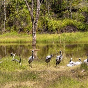 Cultural Landscape of Old Tea Forests of the Jingmai Mountain in Pu'er
