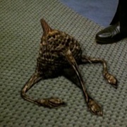 Tak Takian MacRovirus