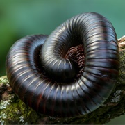 Giant African Millipede