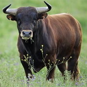 Bull