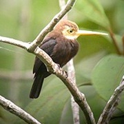 White-Throated Jacamar