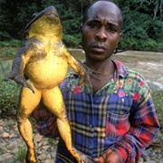 Goliath Frog