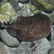 Marbled Electric Ray