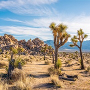 Joshua Tree National Park, USA