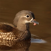 Duck Tongue