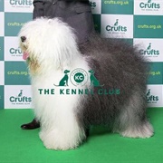 Old English Sheepdog