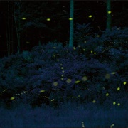 Blue Ghost Fireflies