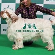 Spaniel (Clumber)