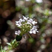 Thyme Blossoms