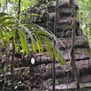 Canta Gallo, Nicaragua