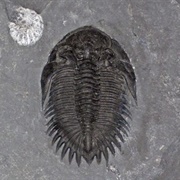 Penn Dixie Fossil Park