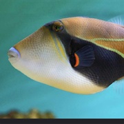 Humuhumunukunukuapua