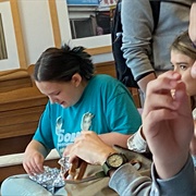 George Brown College