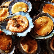 Common Limpet (Patella Vulgata)