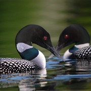 Common Loon