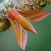 Elephant Hawk-Moth