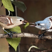 Birds of Vermont Museum