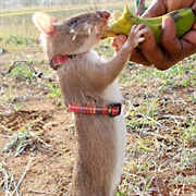 Gambian Pouched Rat