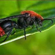 Red Velvet Ant