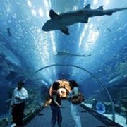 Aquário De São Paulo