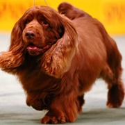 Sussex Spaniel