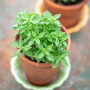 Greek Basil