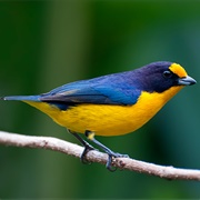 Violaceous Euphonia