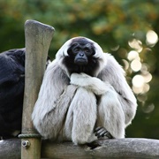 Pileated Gibbon