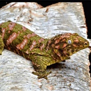 Leachie Gecko