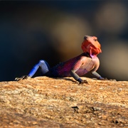 Common Agama