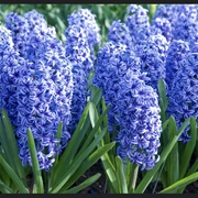 Hyacinth