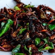 Naval Shipworm (Teredo Navalis)