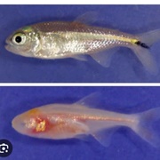 Blind Fish