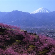 Yamanashi City, Japan