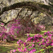 Magnolia Plantation Gardens, South Carolina