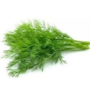 Fresh Dill