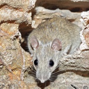 Arnhem Land Rock Rat