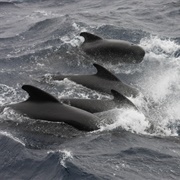 Long Finned Pilot Whale