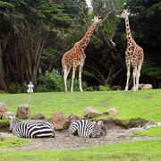 London Zoo, England, UK