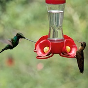 Ensifera Hummingbird Gardens, Peru